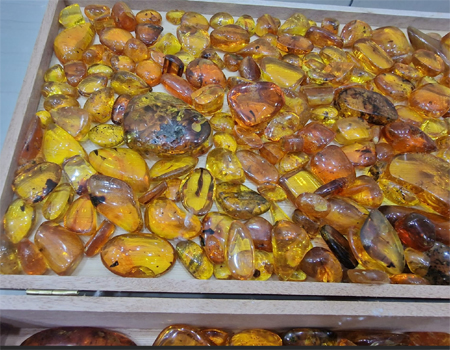 Dominican Amber Fossils