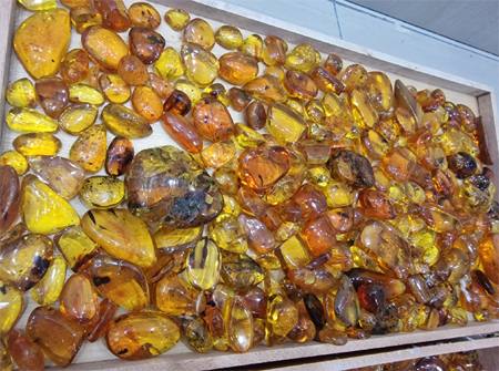 Dominican Amber Fossils