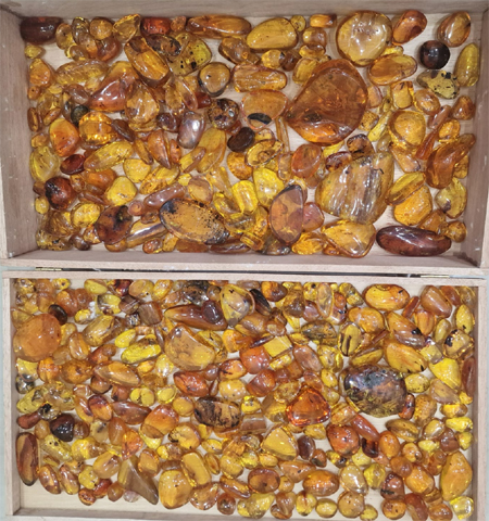 Dominican Amber Fossils
